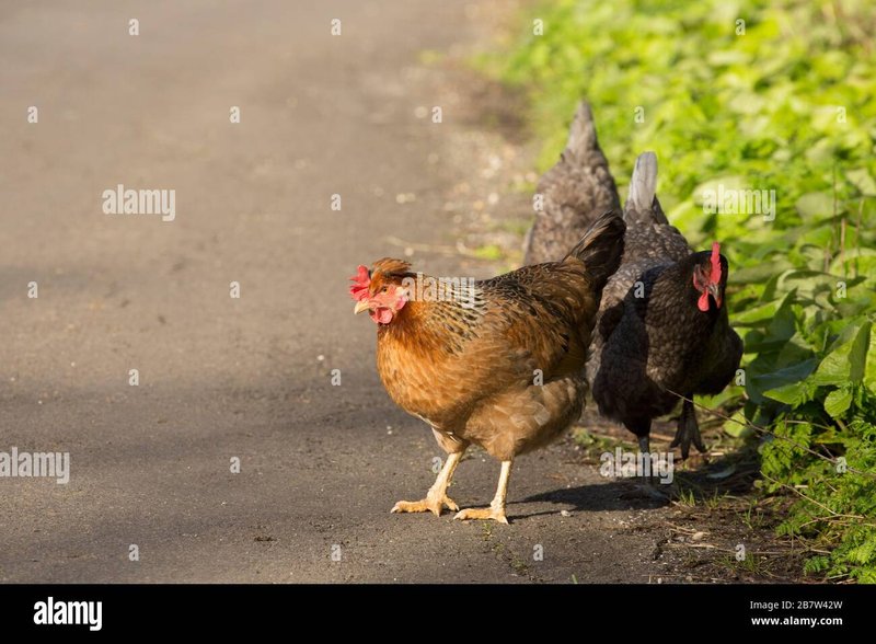 Image: Meer Weten over Chicken Road Casino Spellen in Nederland Online